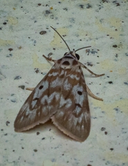 Sommeria marchalii