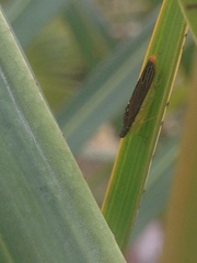 Proconiini