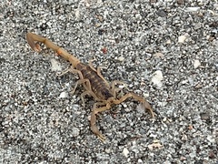 Centruroides vittatus