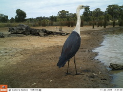 Ardea pacifica