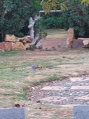 Streptopelia senegalensis