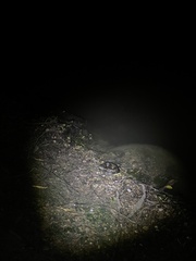 Agkistrodon piscivorus