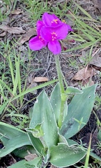 Tradescantia sillamontana