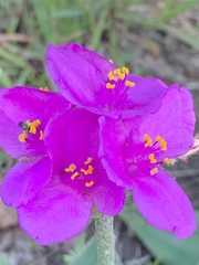 Tradescantia sillamontana