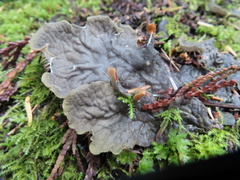 Peltigera membranacea