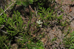 Exobasidium cassiopes