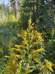 Solidago lepida
