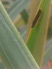 Proconiini