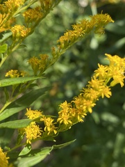 Solidago lepida