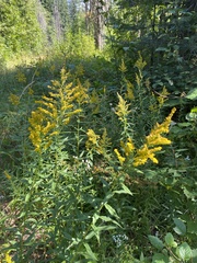 Solidago lepida
