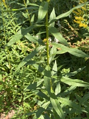 Solidago lepida