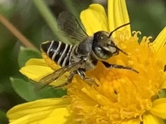 Eutricharaea