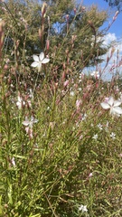 Oenothera lindheimeri