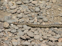 Pituophis catenifer catenifer