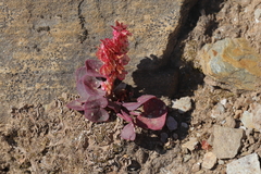 Oxyria digyna