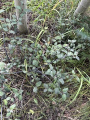 Shepherdia canadensis