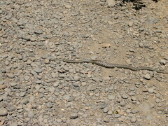 Pituophis catenifer catenifer