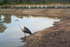 Ardea pacifica