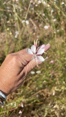 Oenothera lindheimeri