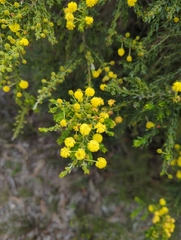 Acacia paradoxa