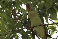 Psittacula eupatria