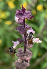 Apis florea