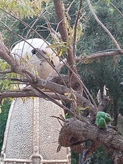 Pycnonotus barbatus layardi