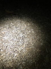 Camponotus sansabeanus