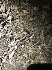 Camponotus sansabeanus