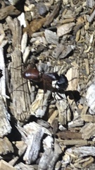 Camponotus sansabeanus
