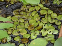 Salvinia