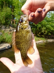 Ambloplites rupestris