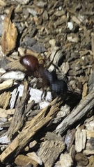 Camponotus sansabeanus