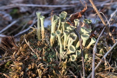 Cladonia deformis