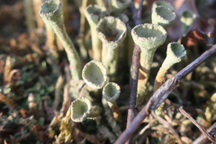 Cladonia deformis