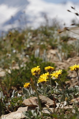 Erigeron aureus