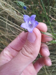 Campanula alaskana
