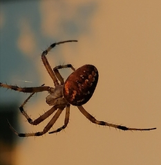 Neoscona