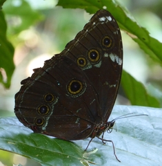Morpho helenor