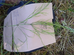 Equisetum arvense