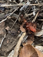 Pogonomyrmex barbatus