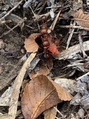 Pogonomyrmex barbatus