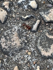 Pogonomyrmex barbatus