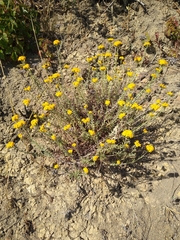 Eriophyllum confertiflorum