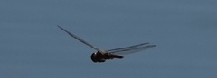 Pantala hymenaea