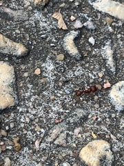 Pogonomyrmex barbatus