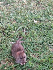 Rattus norvegicus