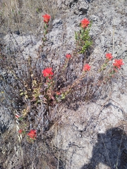 Castilleja affinis affinis