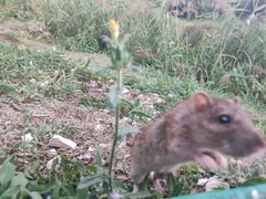 Rattus norvegicus