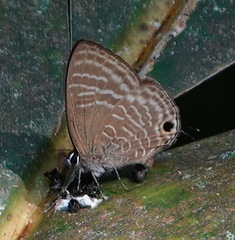 Nacaduba pactolus